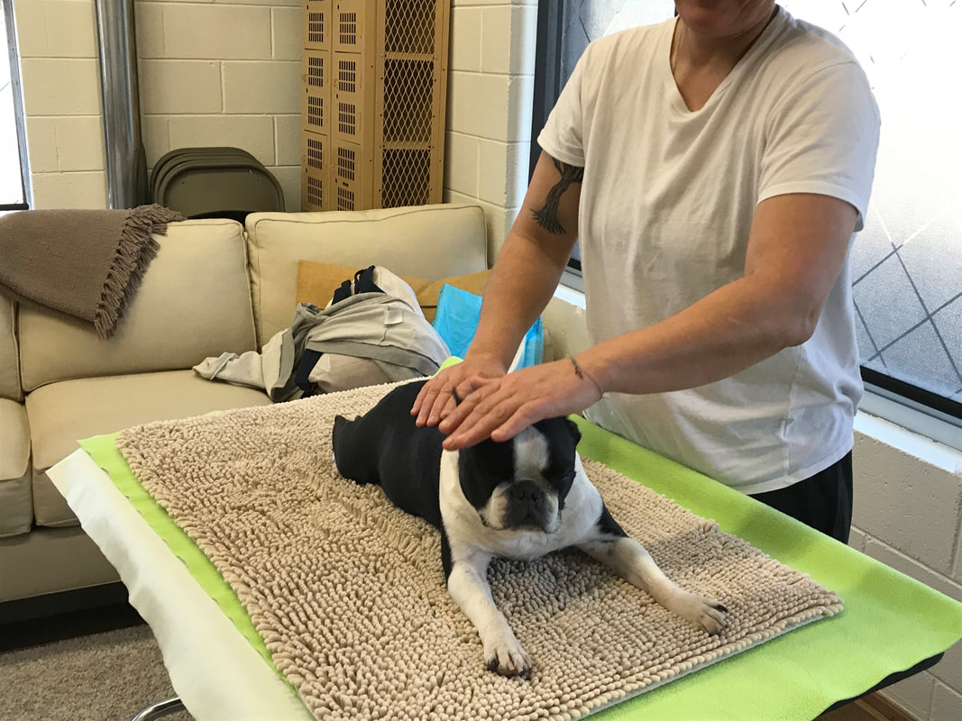Medical massage for pets, certification programs available at Colorado School of Animal Massage.