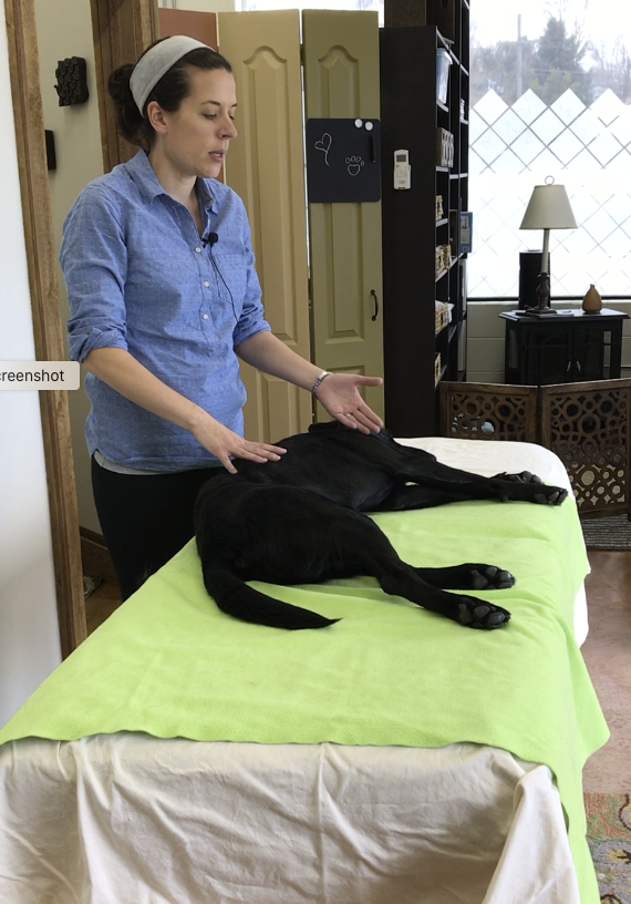 Receive a certification in therapeutic animal massage, classes near Denver, CO.  